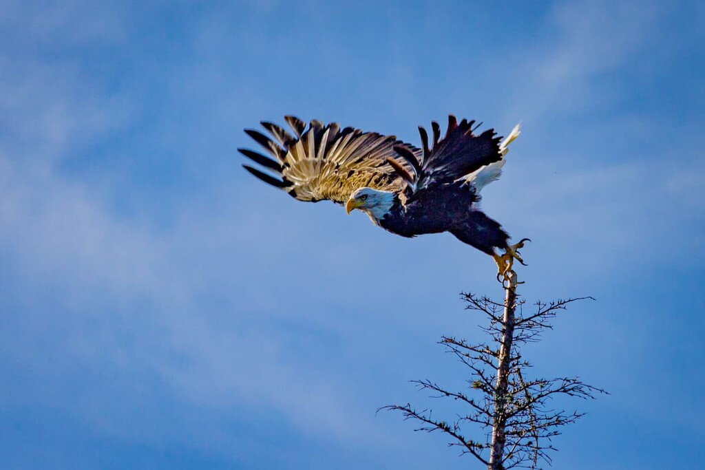 Chazy Highlands Wild Forest, New York