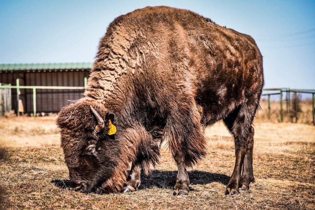 bison Cherokee Nation (ᏣᎳᎩᎯ ᎠᏰᎵ/Tsalagihi Ayeli), Oklahoma