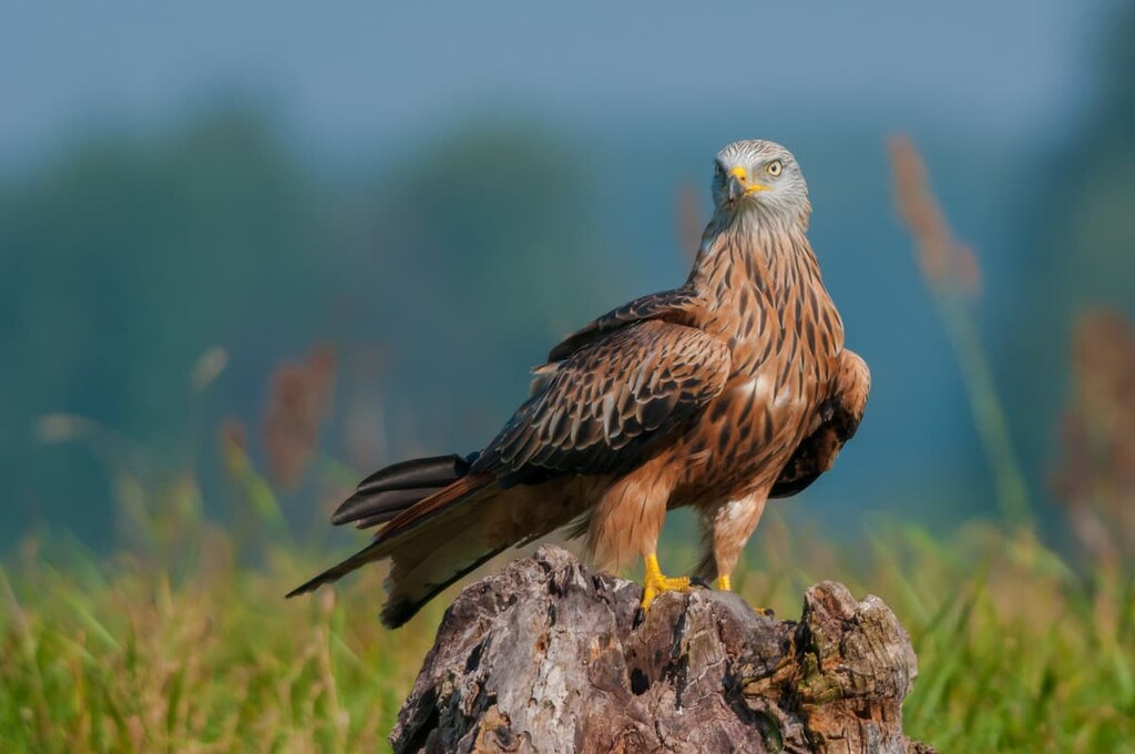 Red Kite in the afternoon sun. Chiltern Hills AONB, England