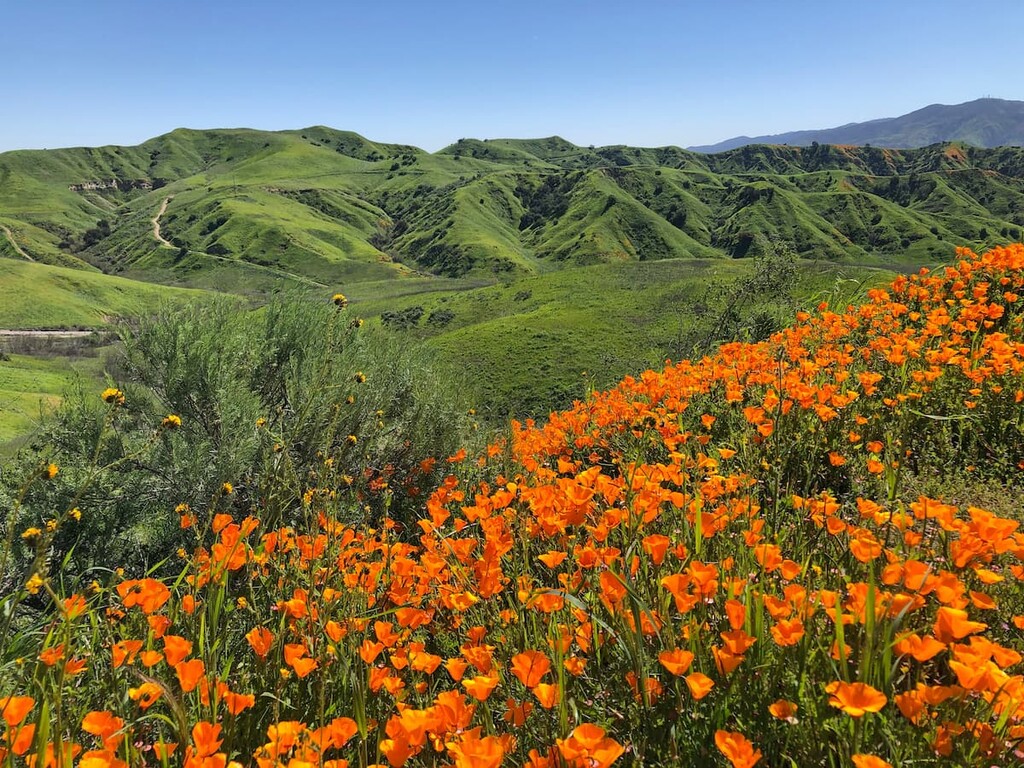 Chino Hills State Park California Super Bloom