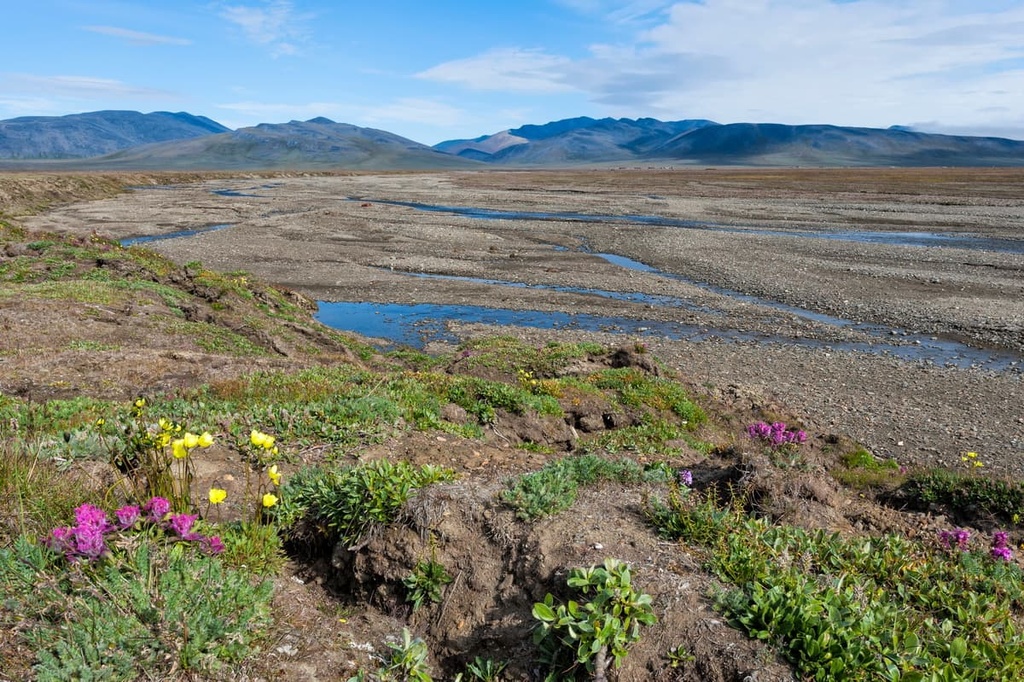 Wrangel Island, Chukotka Autonomous District, Russia