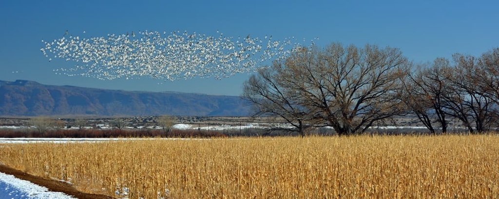 Cibola National Forest – Magdalena Ranger District, New Mexico