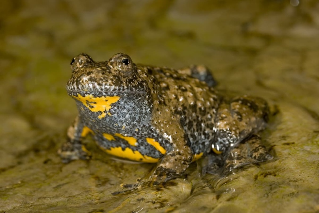 Cilento, Vallo di Diano and Alburni National Park, Italy