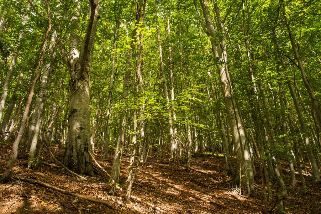 Cima di Piano Cavallo - Bric Cornia, Liguria