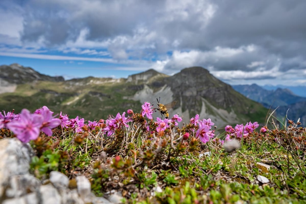 Mount Pavione, Cimonega Group, Italy