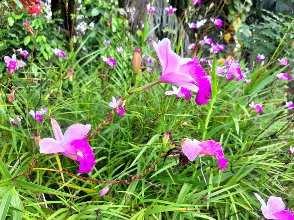 Arundina graminifolia, Clear Water Bay Country Park, China