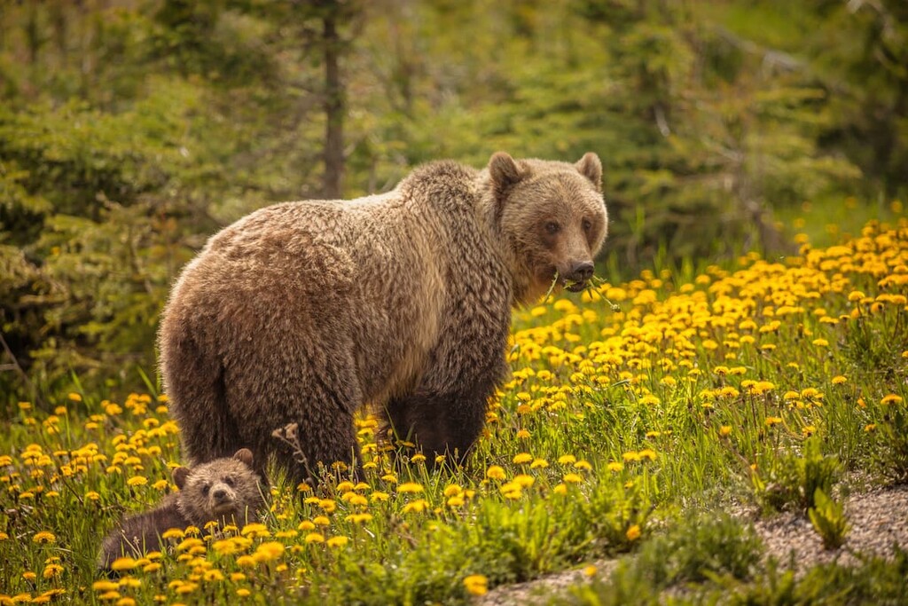 Bears, Clearwater County, Alberta, Canada