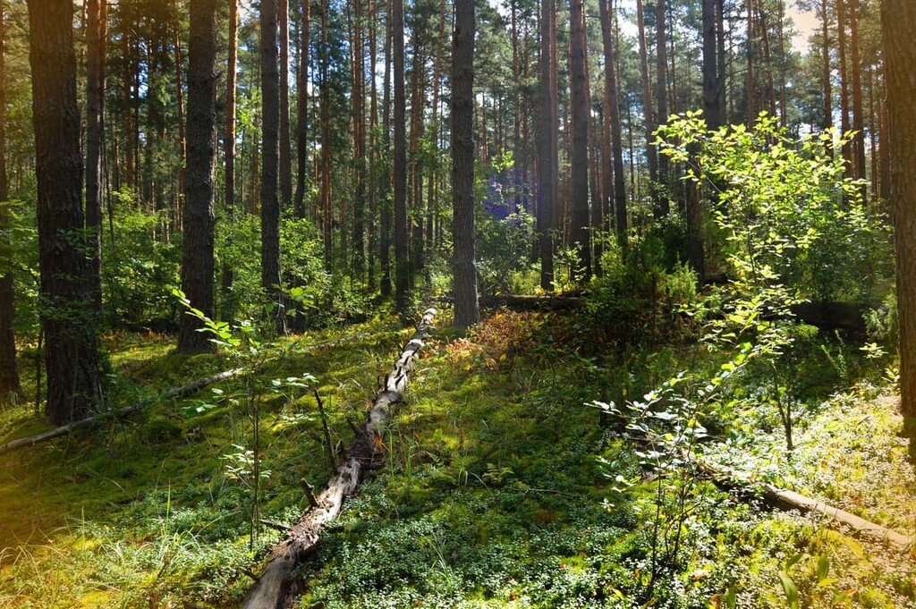 Pine forest, Coal Branch Public Land Use Zone, Canada