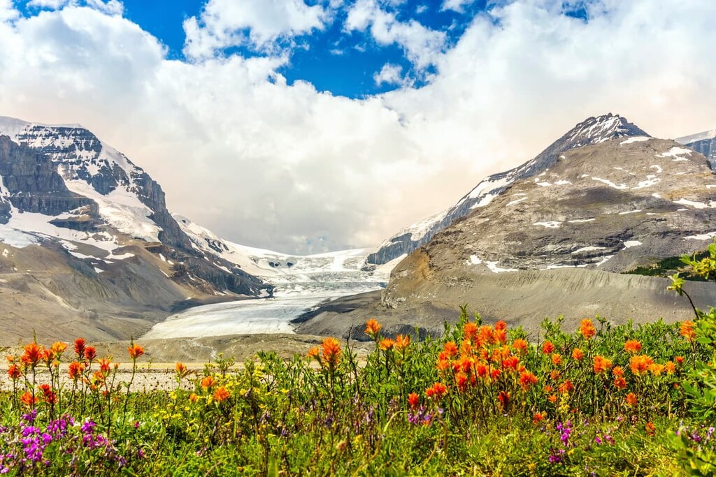 Wild flowers , Columbia Icefield, Canada