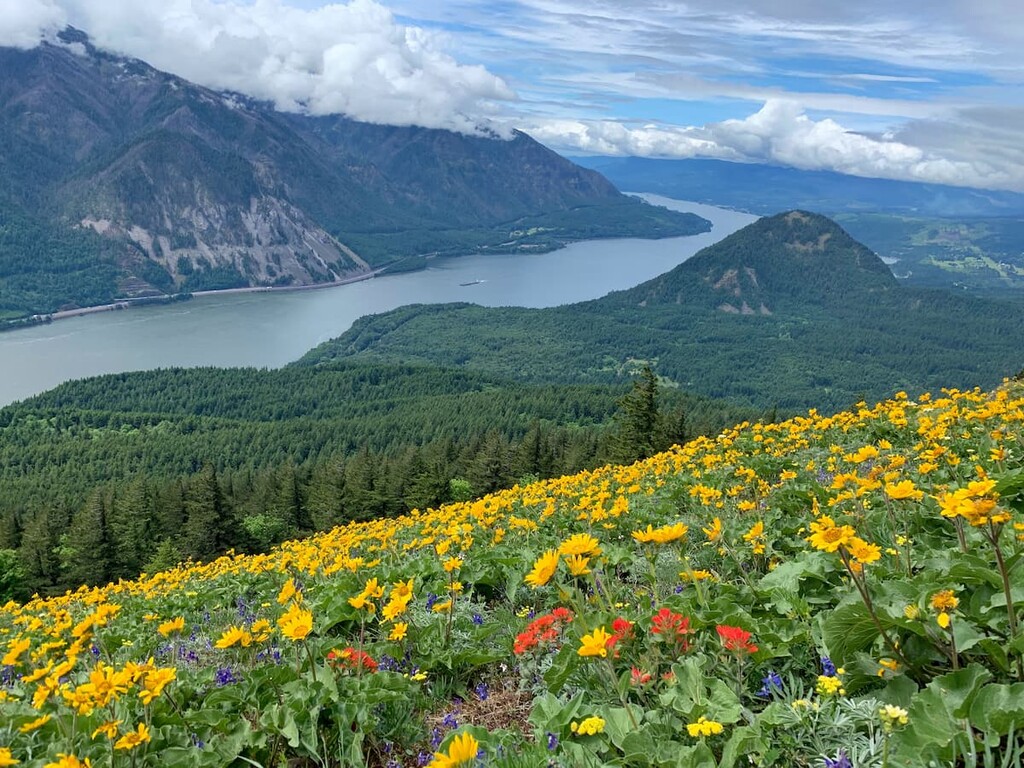 Dog Mountain, Columbia Gorge Scenic Highway