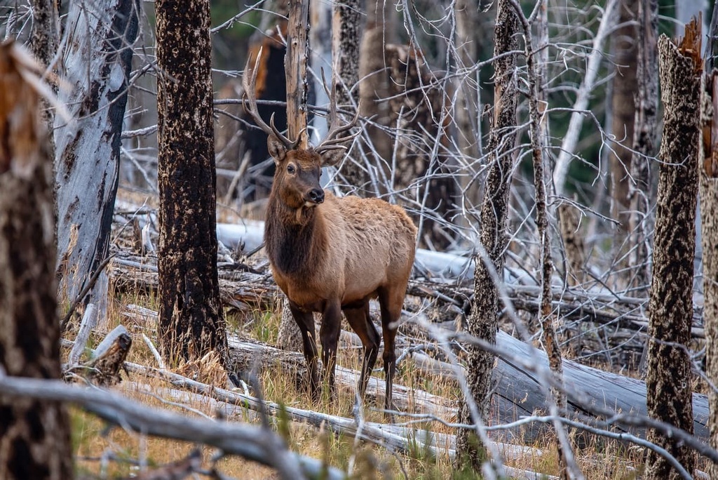 Columbine-Hondo Wilderness, New Mexico
