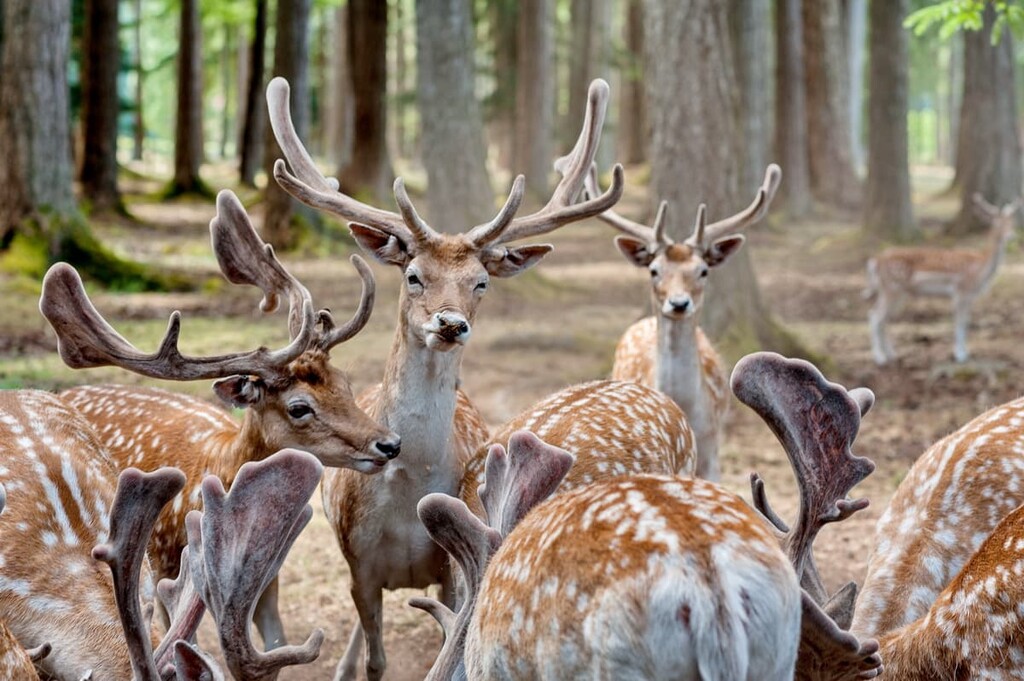 deer, Comox Valley Regional District, Canada