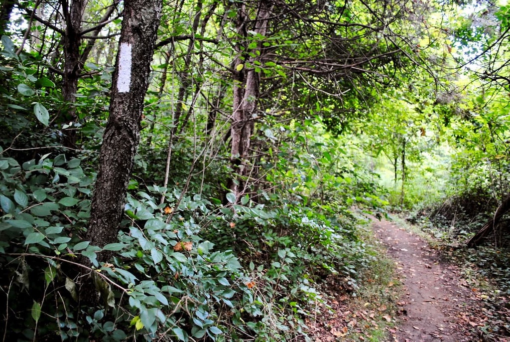 Conasauga District, Chattahoochee-Oconee National Forest, Georgia