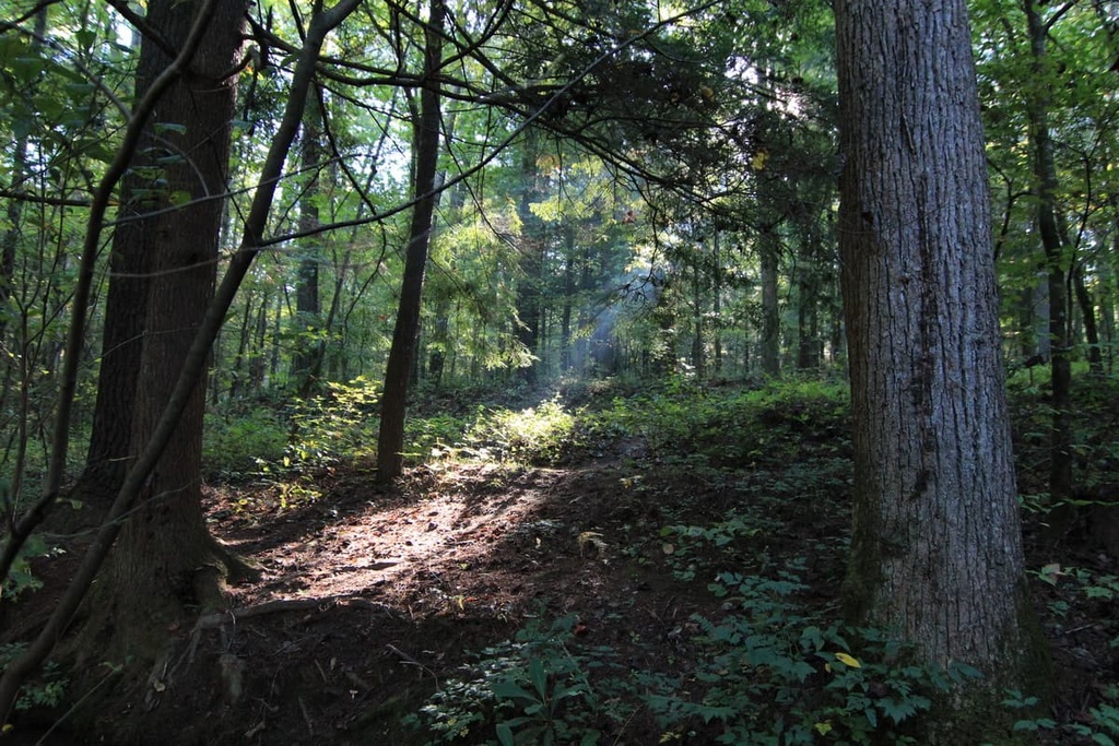 Coopers Creek Wildlife, Georgia, US