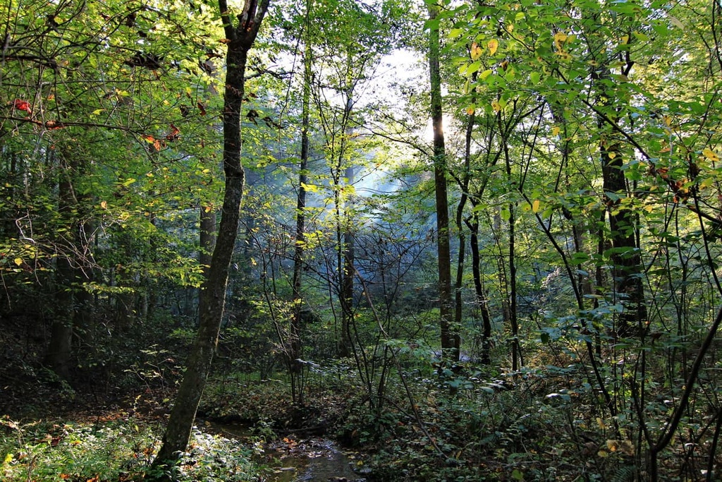 Coopers Creek Wildlife, Georgia, US