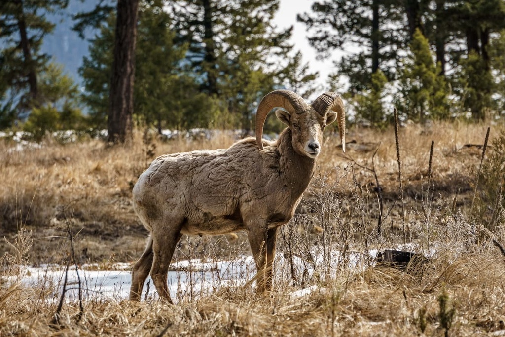 Coquitlam Watershed, British Columbia