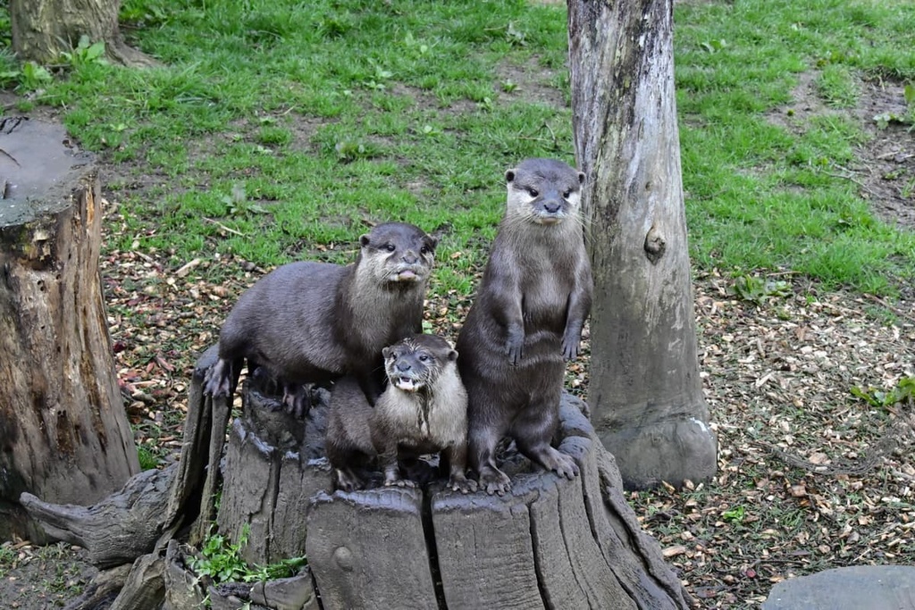 Otters, Cornwall AONB, England