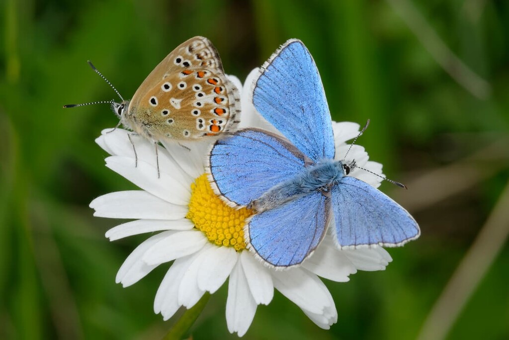 Adonis Blue Butterfly, Cotswold Area of Outstanding Natural Beauty, England