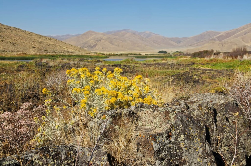 Flowering sagebrush, Craters of the Moon National Monument, Idaho