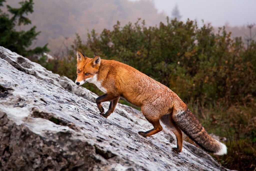 Beautiful portrait of wild Red Fox in a hunt, mountain Velebit, Croatia