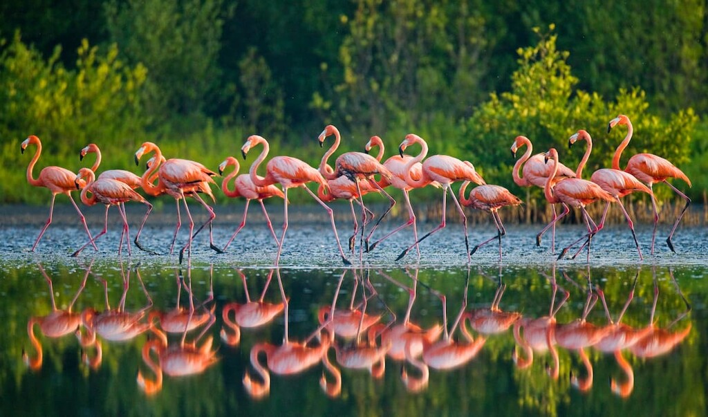 Caribbean flamingo in Cuba