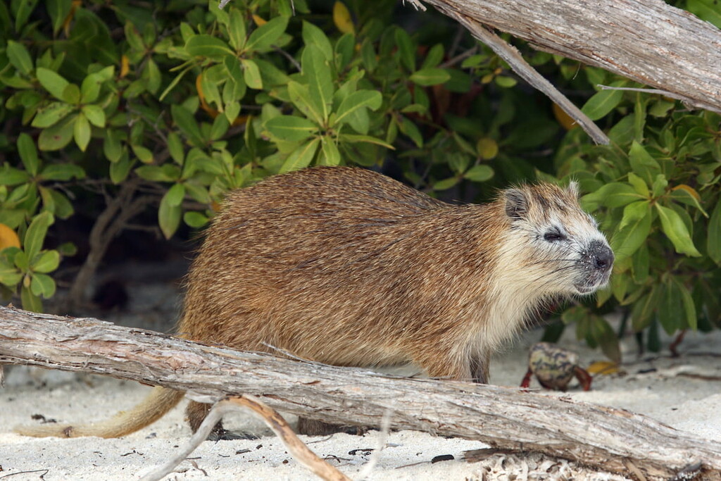 Cuban hutia in bushes, Cuba