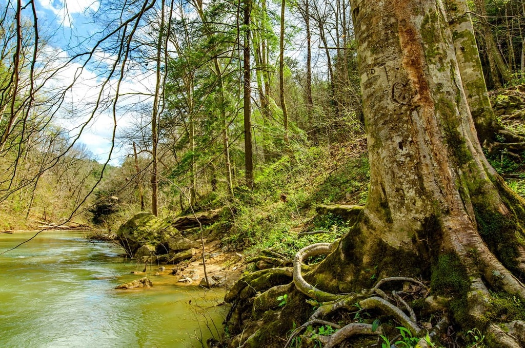 Bankhead National Forest, Cumberland Plateau