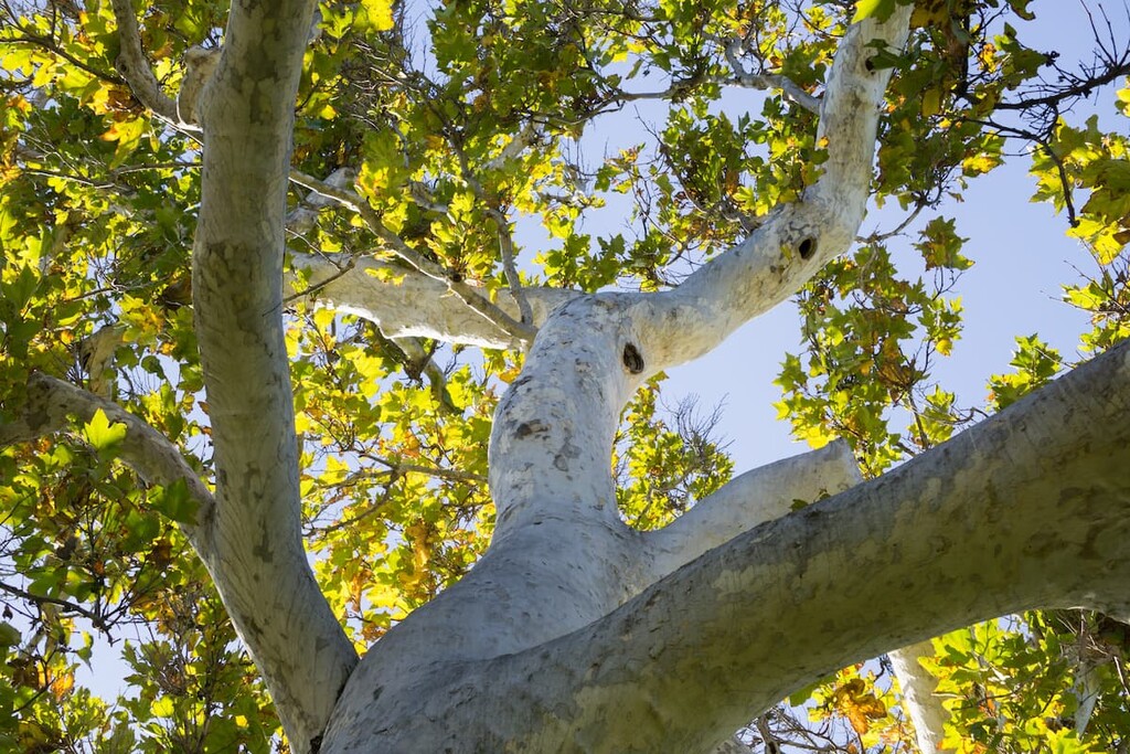 California sycamore, Cuyamaca Rancho State Park, California