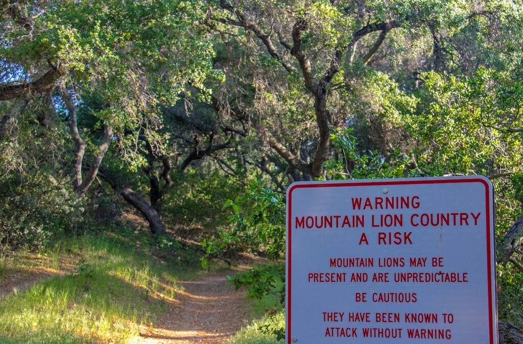 mountain lions, Cuyamaca Rancho State Park, California