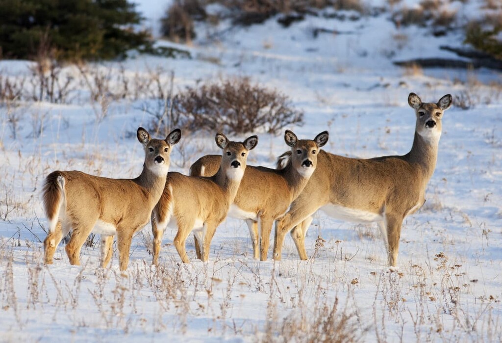 White Tail Deer, in early evening ligh, Cypress County, Canada