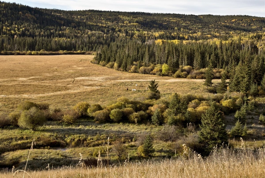 Cypress Hills Provincial Park
