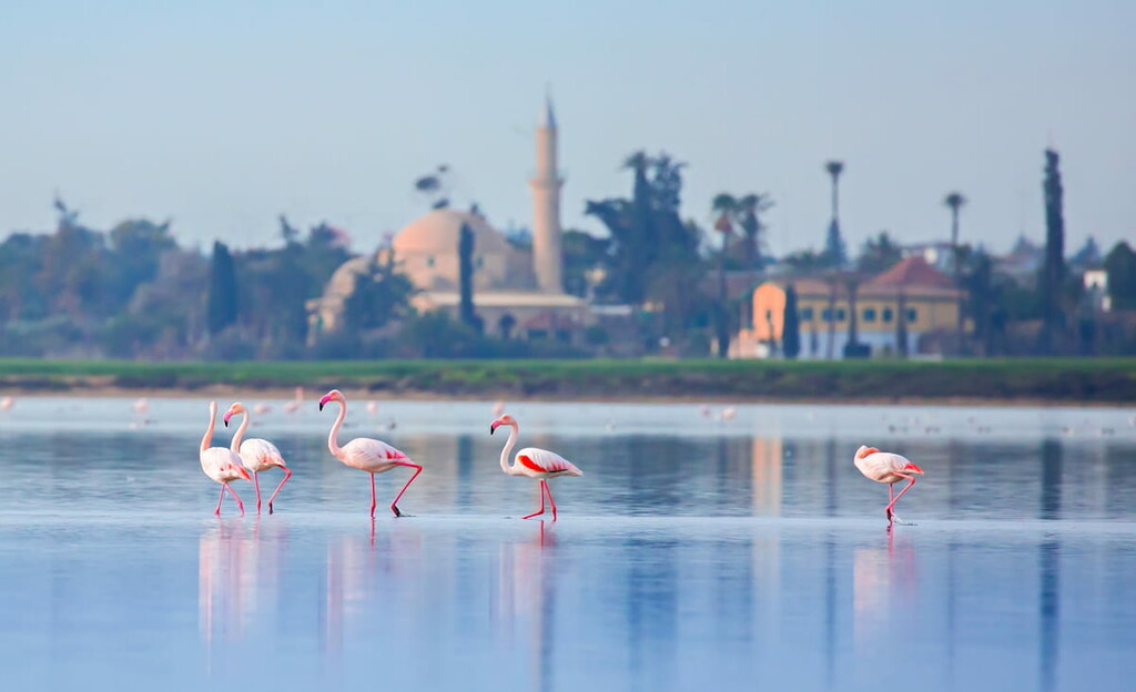 Flamingo on the salt lake in the city of Larnaca, Hala Sultan Tekke, Cyprus