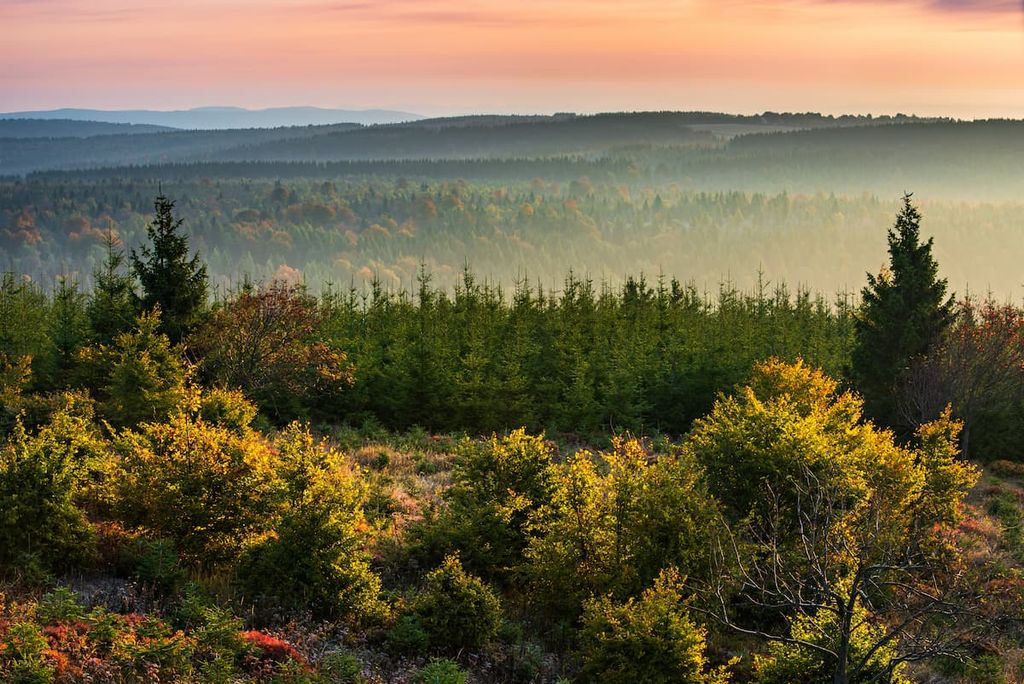  Endless Forest at sunrise in Autumn, Ore Mountains, Czechia