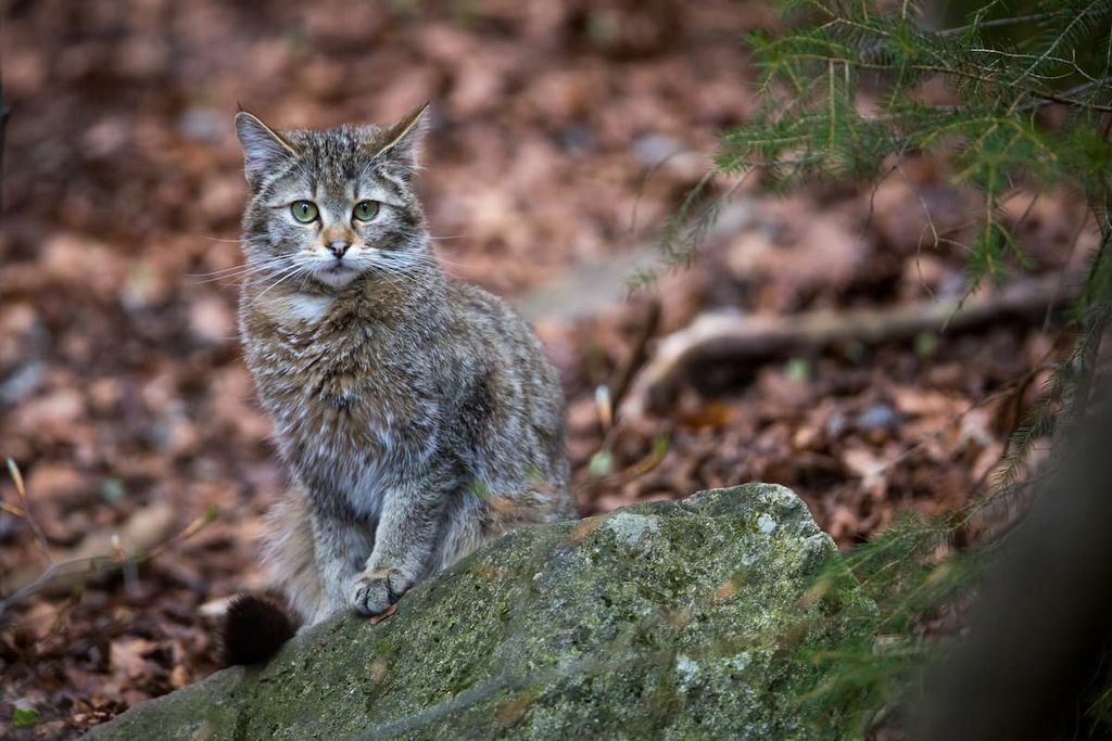 wildcat, Czechia