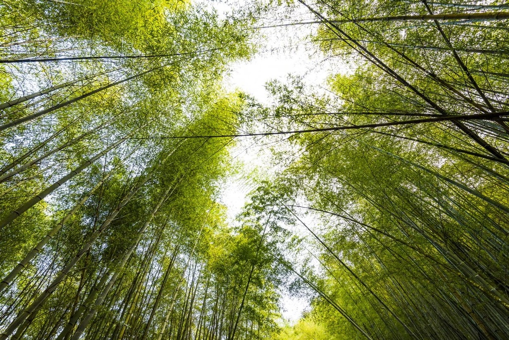 Da Xue Mountain and Zhong Xue Mountain Special Scenic Area, Taiwan