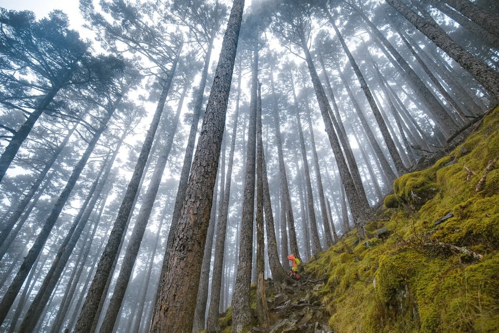 Da Xue Shan National Forest Recreation Area, Taiwan