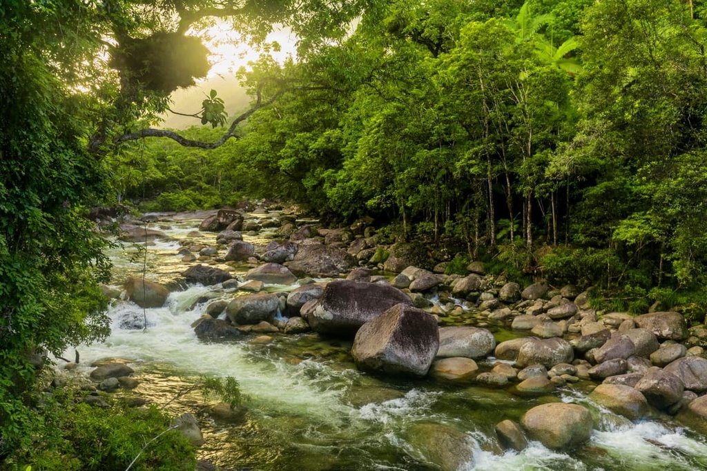 Daintree National Park, Australia