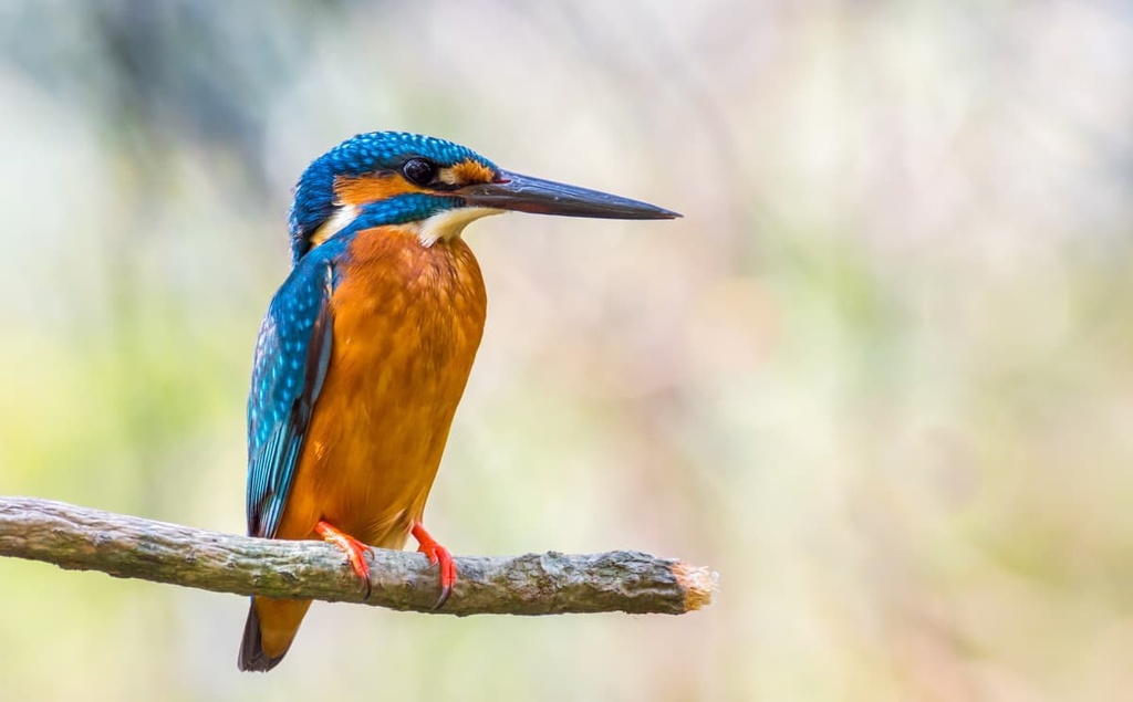 Daintree National Park, Australia