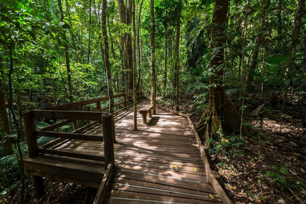 Daintree National Park, Australia