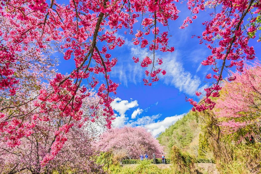 Cherry Blossom, Dajian Mountain and Jiayang Mountain Ecological Reserve, Taiwan