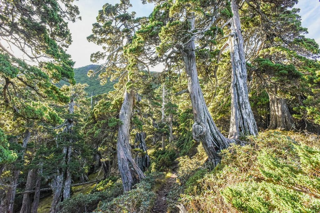 West Xue Trail, Dajian Mountain and Jiayang Mountain Ecological Reserve, Taiwan