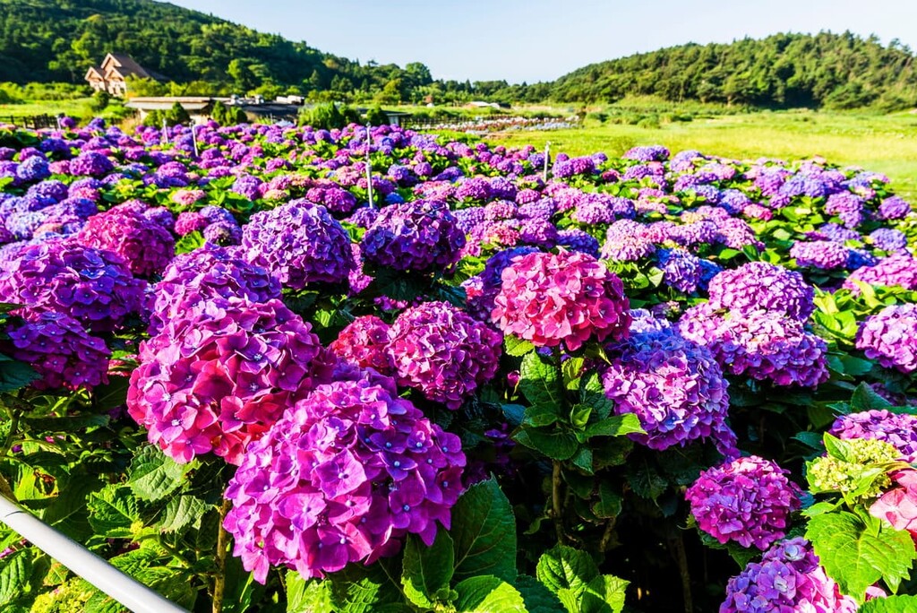 Purple hydrangea flowers, Dajianhou Mountain Special Scenic Area