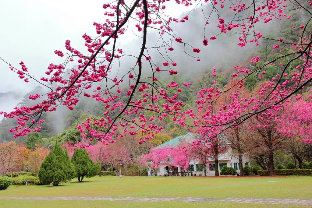 blossom tree, Danda Major Wildlife Habitat, Taiwan