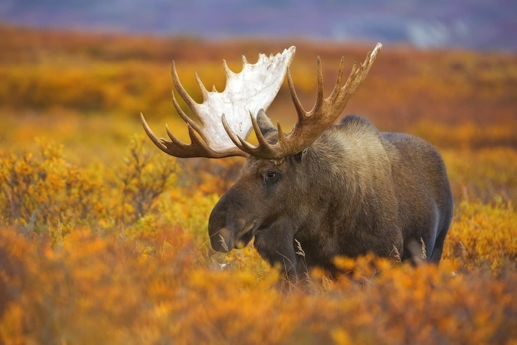 Savage River Loop, Denali Wilderness, Alaska