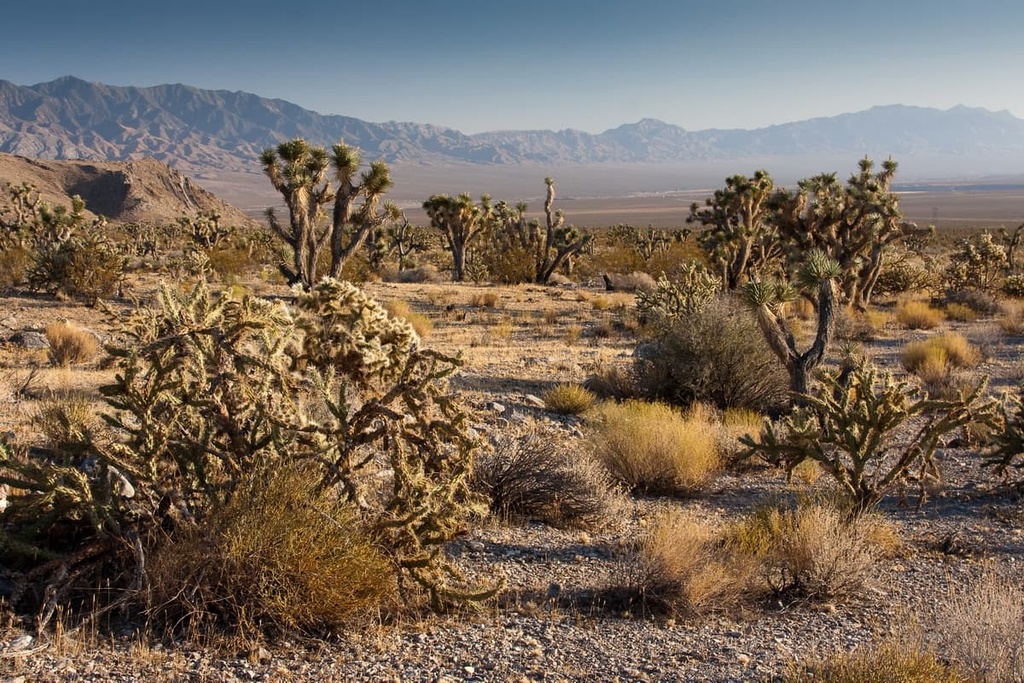 Joshua tree forest, Desert National Wildlife Refuge, Nevada
