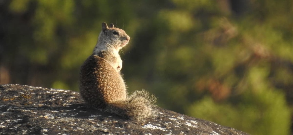 ground squirrel, Desert National Wildlife Refuge, Nevada