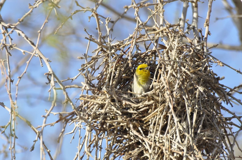 verdins, Desert National Wildlife Refuge, Nevada