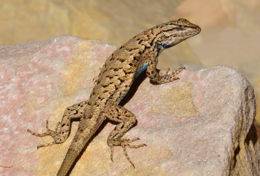 Desolation Canyon Wilderness, Utah
