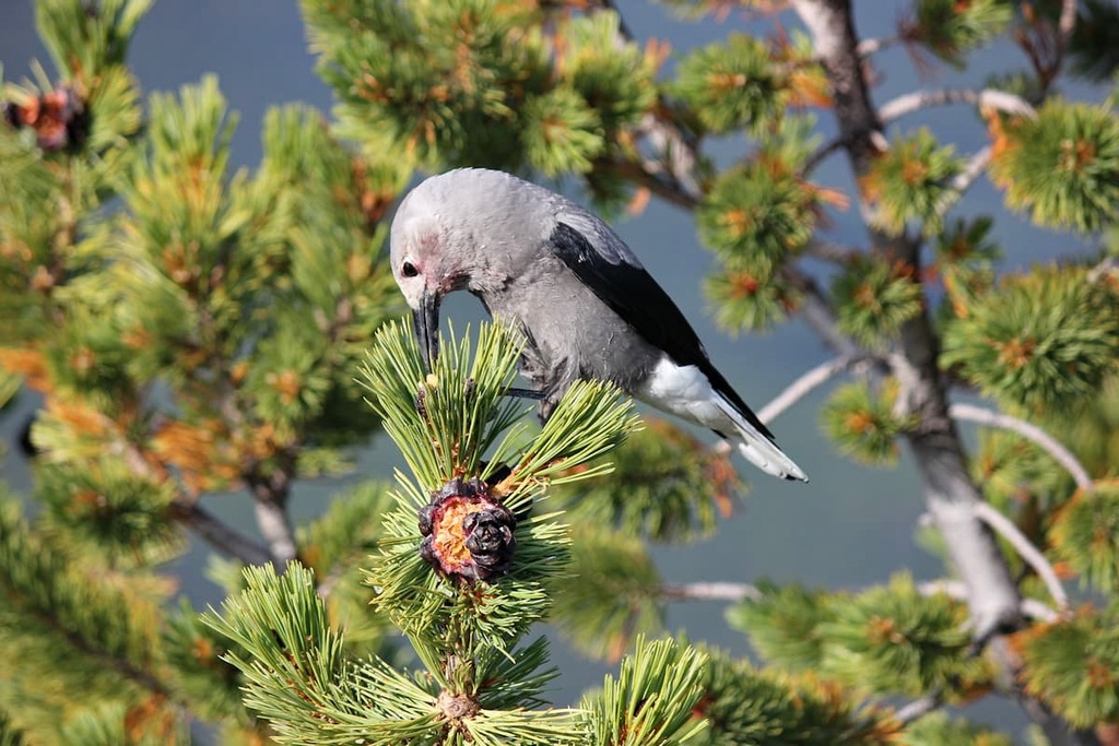Clark’s nutcrackers, Dickson Range, British Columbia