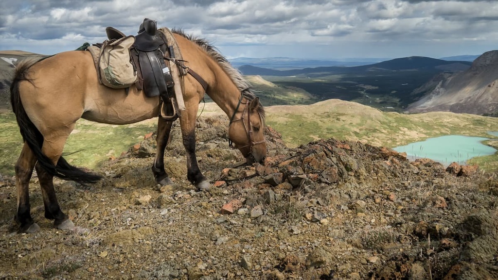 horses, Dickson Range, British Columbia